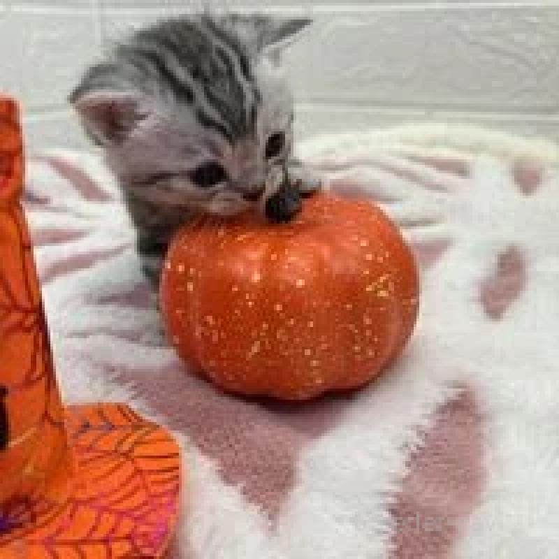 販売中の埼玉県のスコティッシュフォールド-131070の3枚目