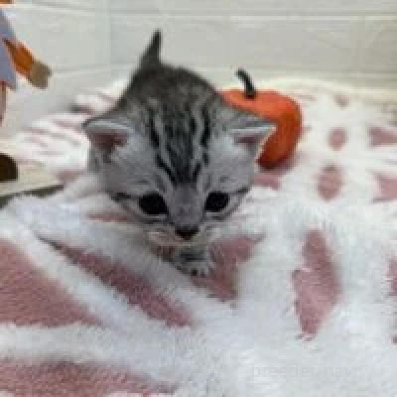 販売中の埼玉県のスコティッシュフォールド-131070の4枚目