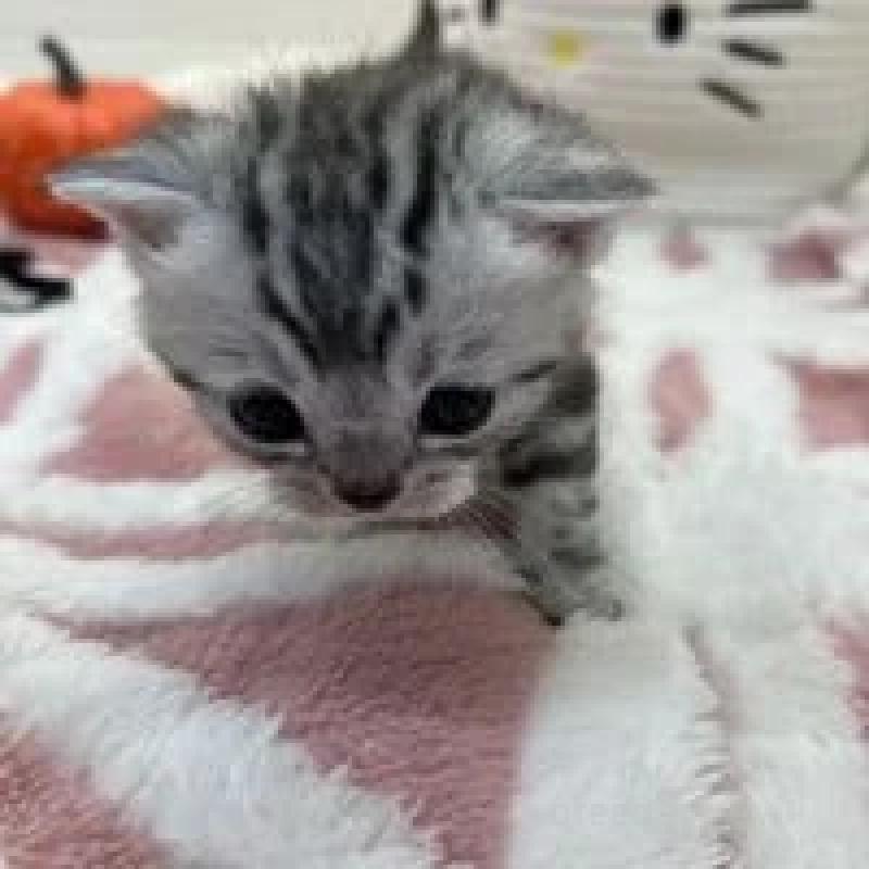 販売中の埼玉県のスコティッシュフォールド-131070の2枚目