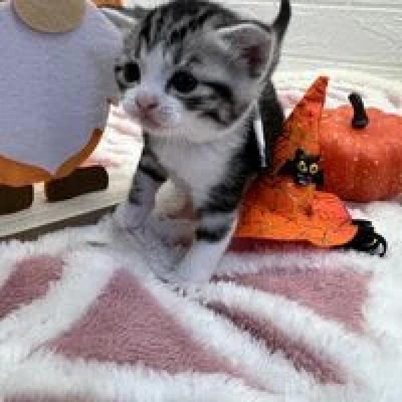 販売中の埼玉県のスコティッシュフォールド-131071の14枚目