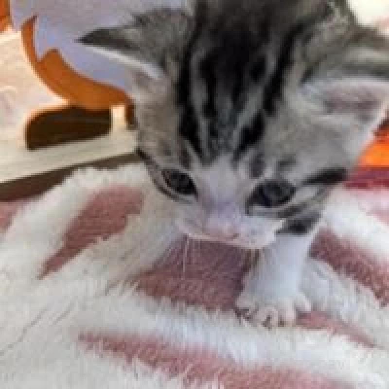 販売中の埼玉県のスコティッシュフォールド-131071の12枚目