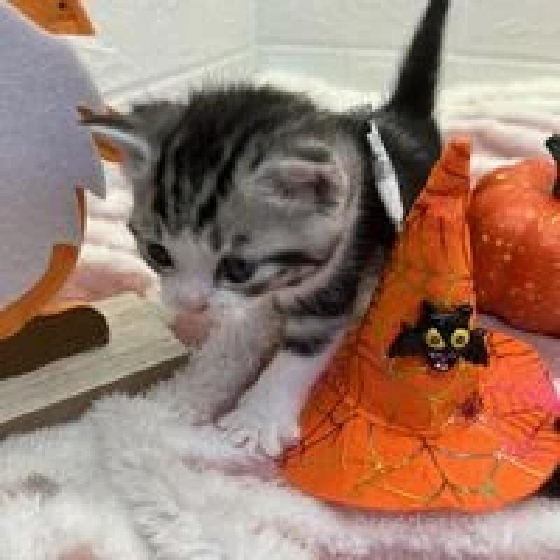 販売中の埼玉県のスコティッシュフォールド-131071の13枚目