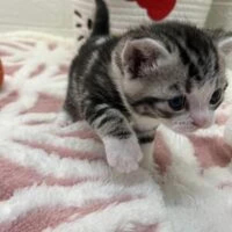 販売中の埼玉県のスコティッシュフォールド-131071の11枚目