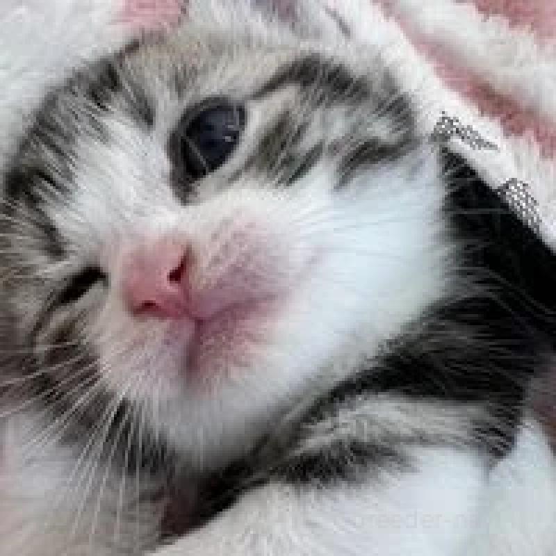 販売中の埼玉県のスコティッシュフォールド-131071の10枚目