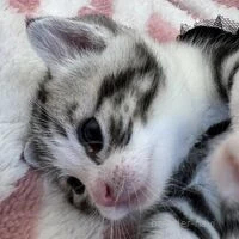 販売中の埼玉県のスコティッシュフォールド-131071の7枚目