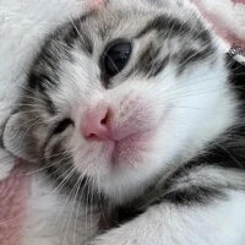 販売中の埼玉県のスコティッシュフォールド-131071