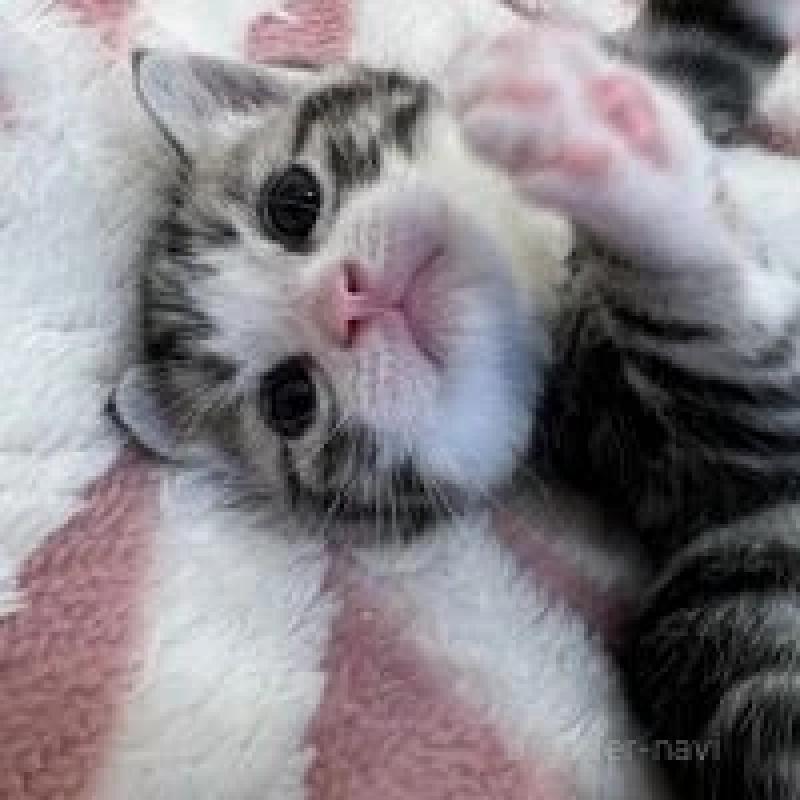 販売中の埼玉県のスコティッシュフォールド-131071の4枚目