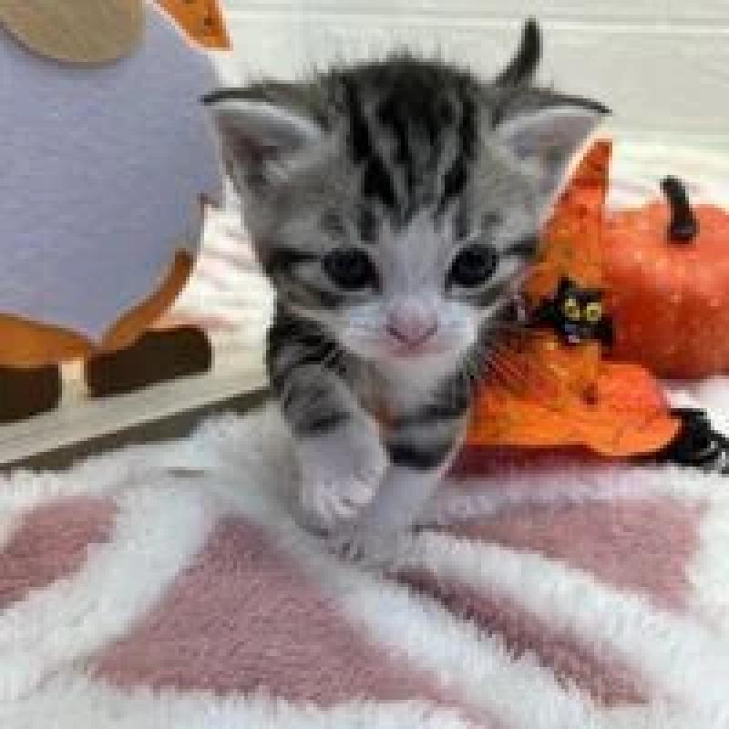 販売中の埼玉県のスコティッシュフォールド-131071の3枚目