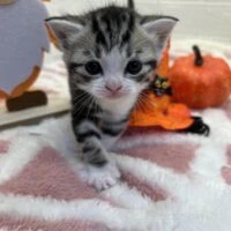 販売中の埼玉県のスコティッシュフォールド-131071の2枚目