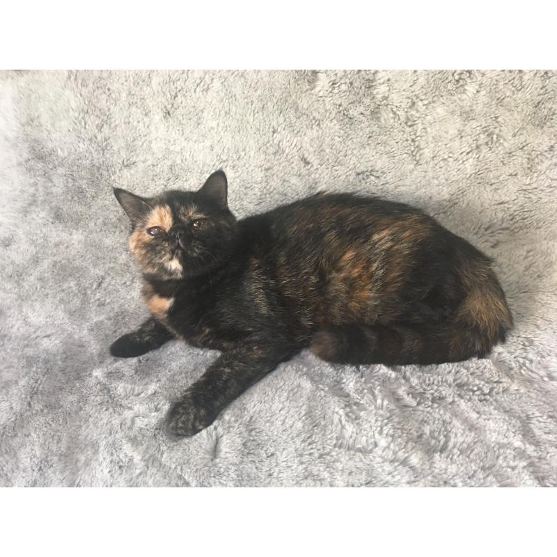 販売中の神奈川県のエキゾチックショートヘア-113828の15枚目