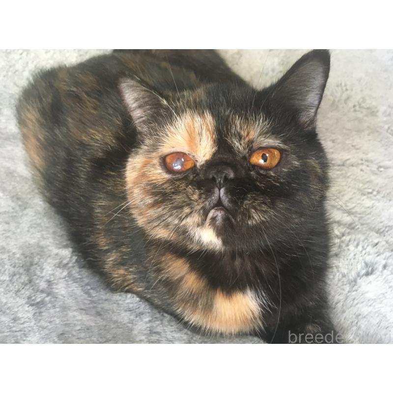 販売中の神奈川県のエキゾチックショートヘア-113828の14枚目