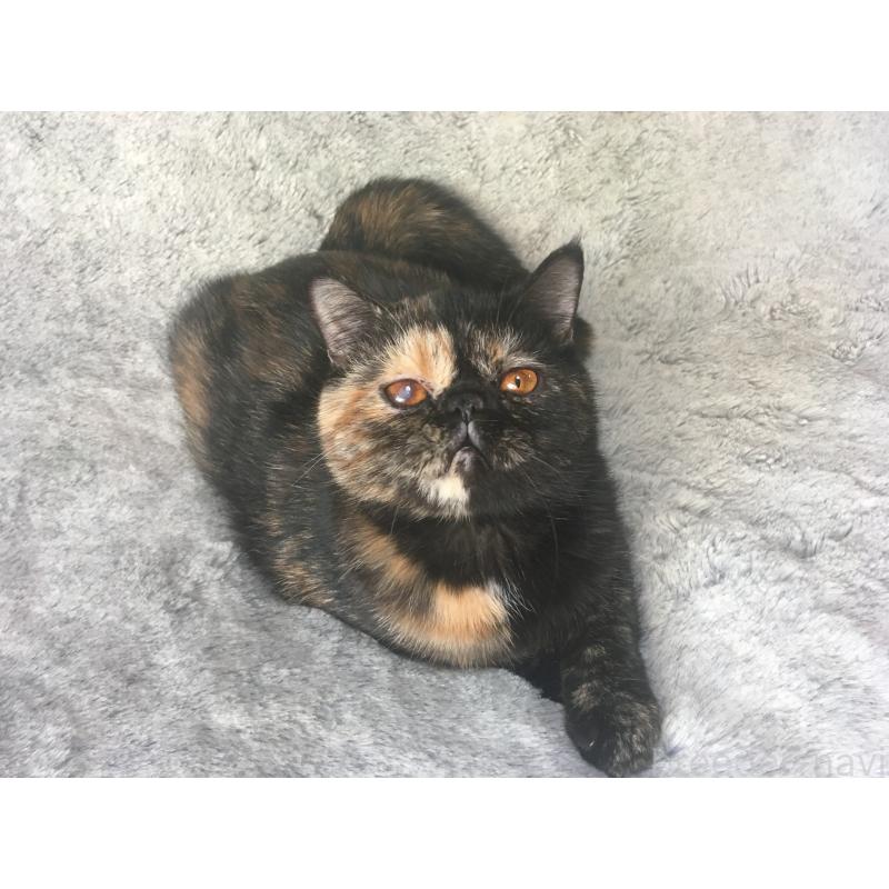 販売中の神奈川県のエキゾチックショートヘア-113828の13枚目