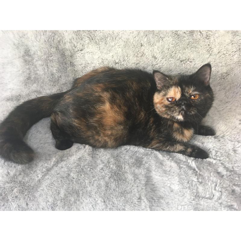 販売中の神奈川県のエキゾチックショートヘア-113828の12枚目