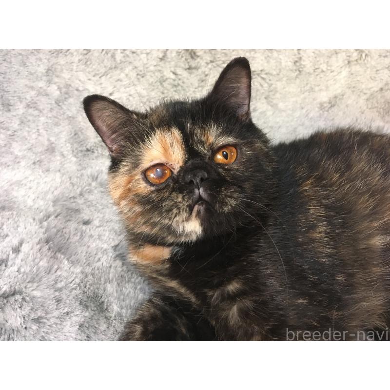 販売中の神奈川県のエキゾチックショートヘア-113828の11枚目