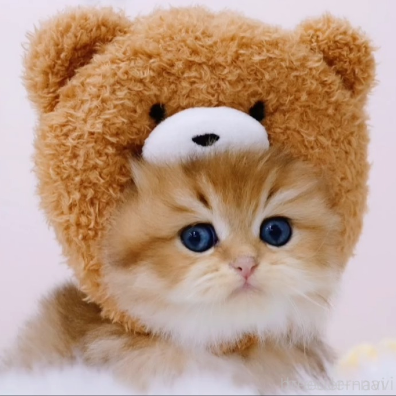 販売中の岐阜県のブリティッシュロングヘア-131072の1枚目