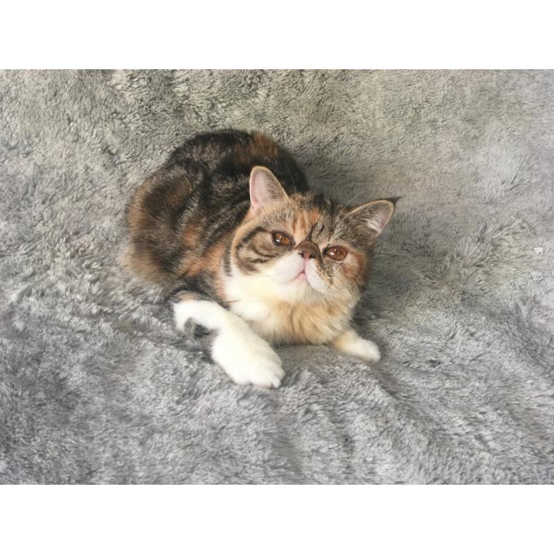 成約済の神奈川県のエキゾチックショートヘア-113826の11枚目