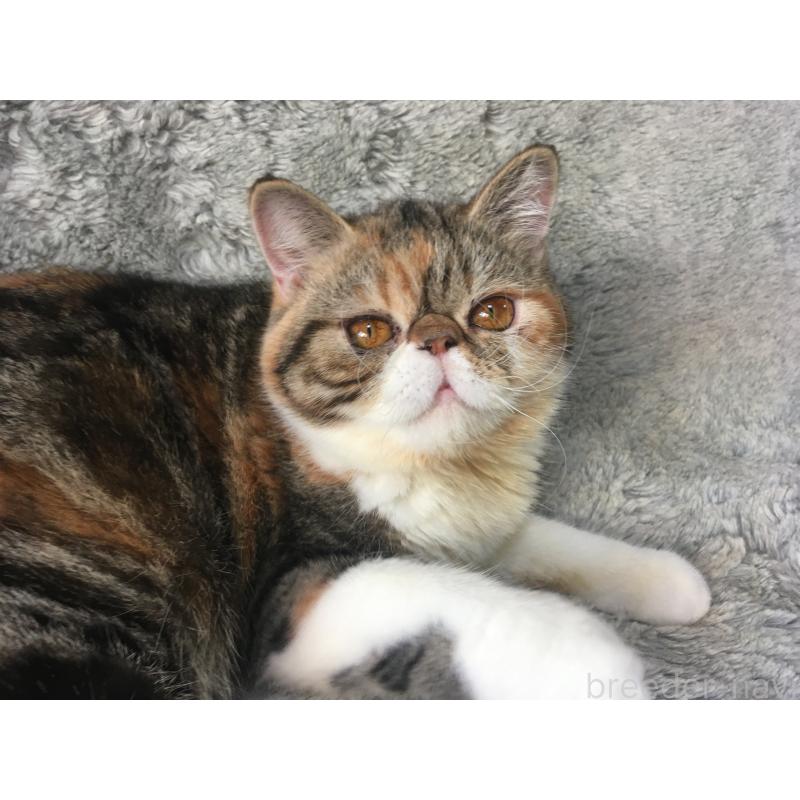 成約済の神奈川県のエキゾチックショートヘア-113826の9枚目