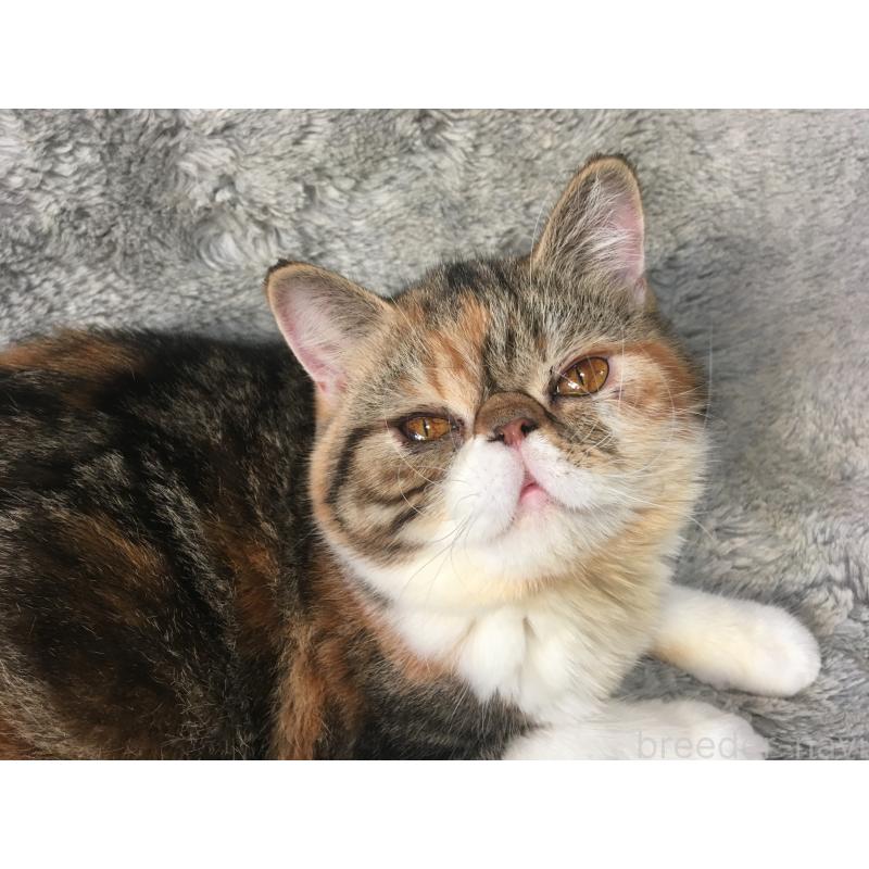 成約済の神奈川県のエキゾチックショートヘア-113826の7枚目