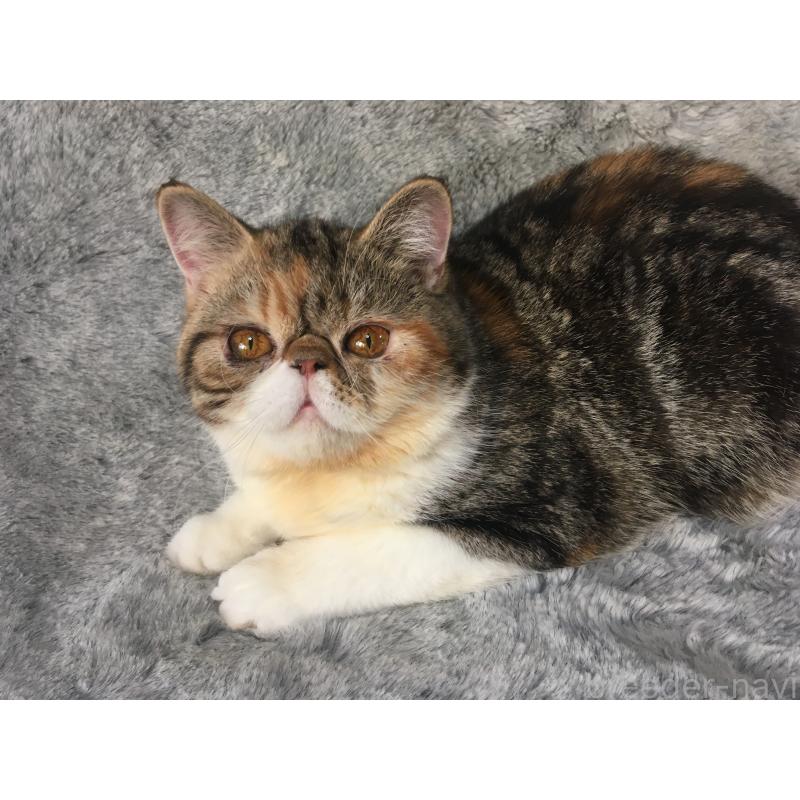 成約済の神奈川県のエキゾチックショートヘア-113826の5枚目