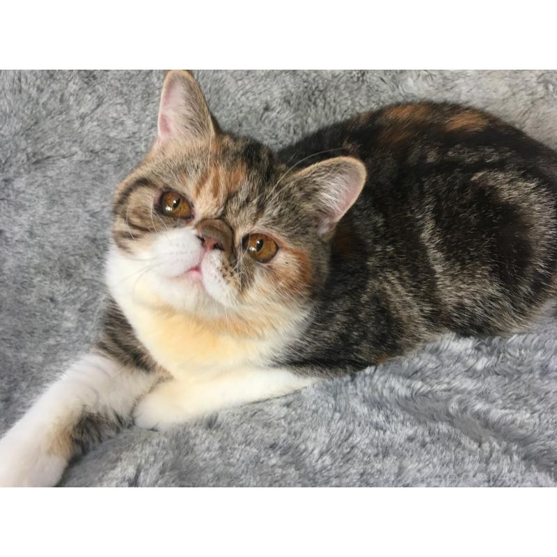 成約済の神奈川県のエキゾチックショートヘア-113826の4枚目