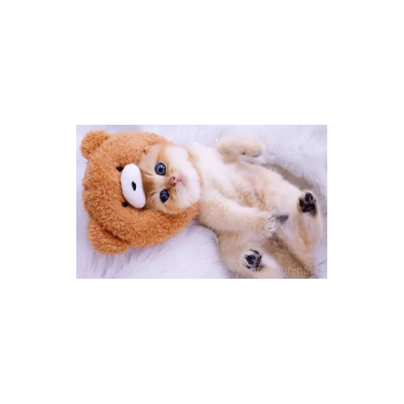 販売中の岐阜県のブリティッシュショートヘア-131075の2枚目