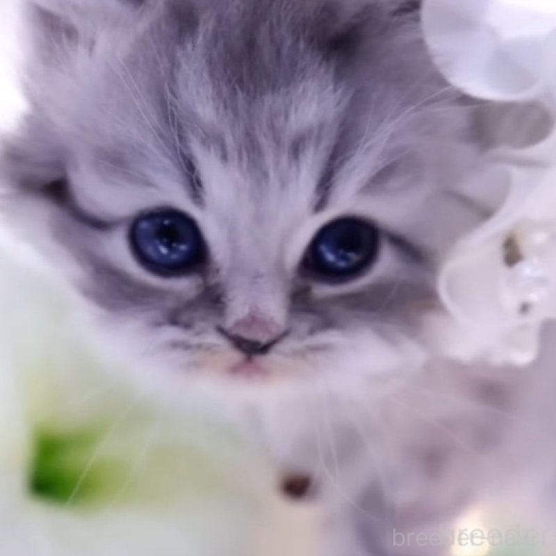 販売中の岐阜県のラガマフィン-131077