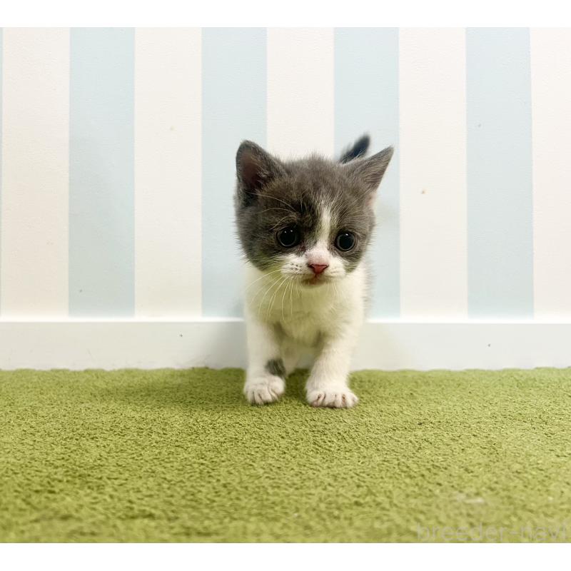 販売中の東京都のブリティッシュショートヘア-131078の5枚目