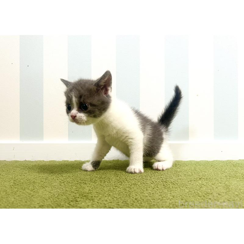 販売中の東京都のブリティッシュショートヘア-131078の4枚目