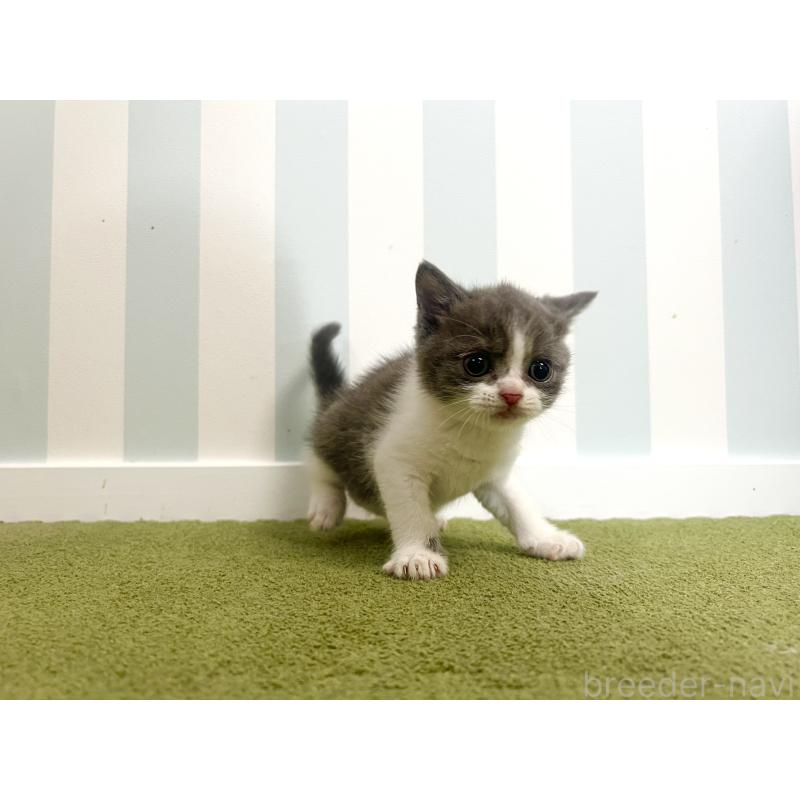 販売中の東京都のブリティッシュショートヘア-131078の3枚目