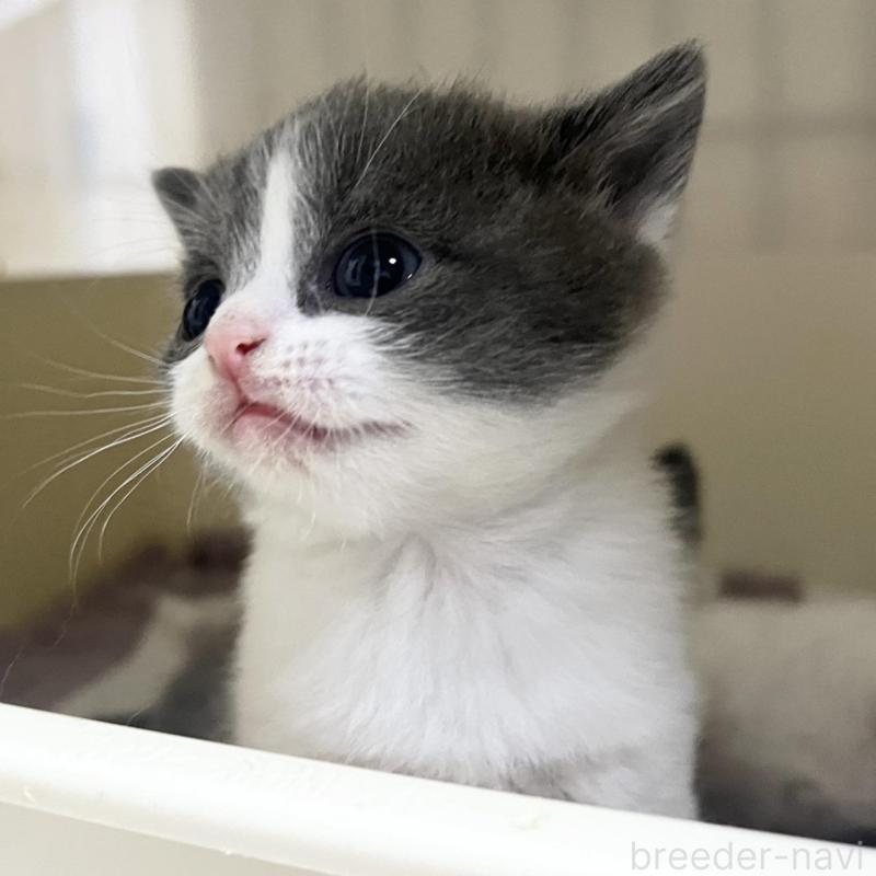 販売中の東京都のブリティッシュショートヘア-131078の2枚目