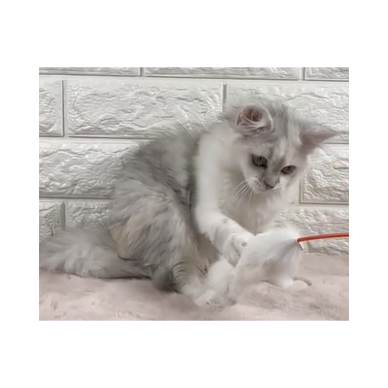 販売中の愛知県のミヌエット-131081の2枚目