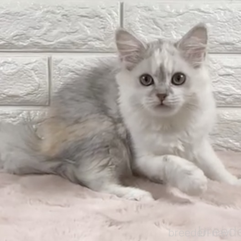 販売中の愛知県のミヌエット-131081の1枚目