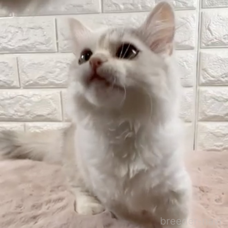 販売中の愛知県のミヌエット(短足)-131082の2枚目