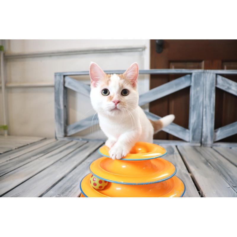 販売中の大阪府のマンチカン(短足)-123963の4枚目