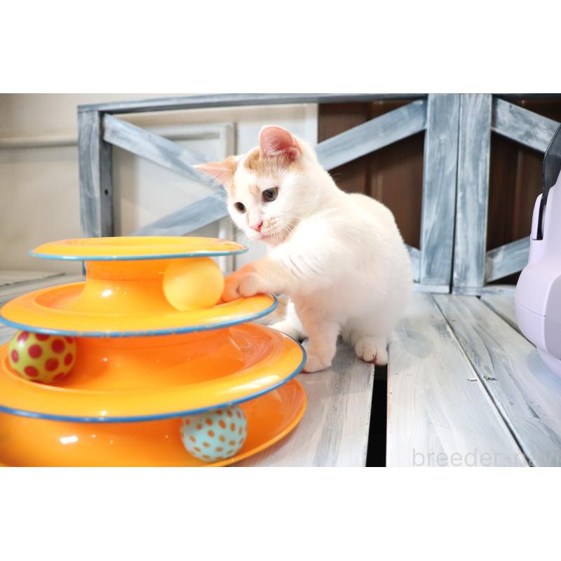 販売中の大阪府のマンチカン(短足)-123963の3枚目