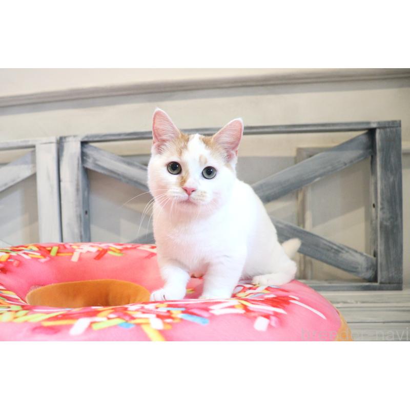 販売中の大阪府のマンチカン(短足)-123963の1枚目