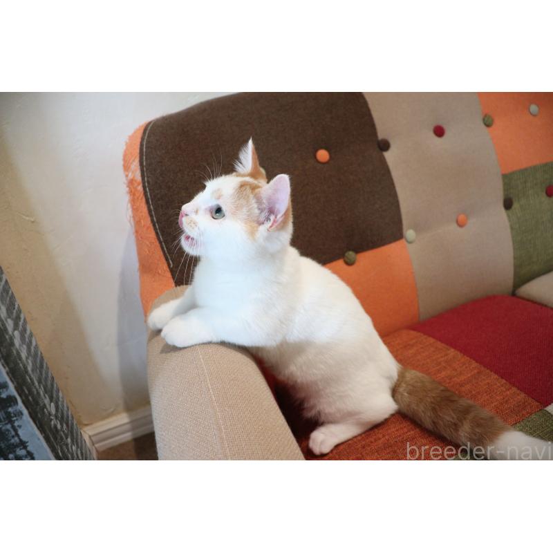 販売中の大阪府のマンチカン(短足)-123963の2枚目