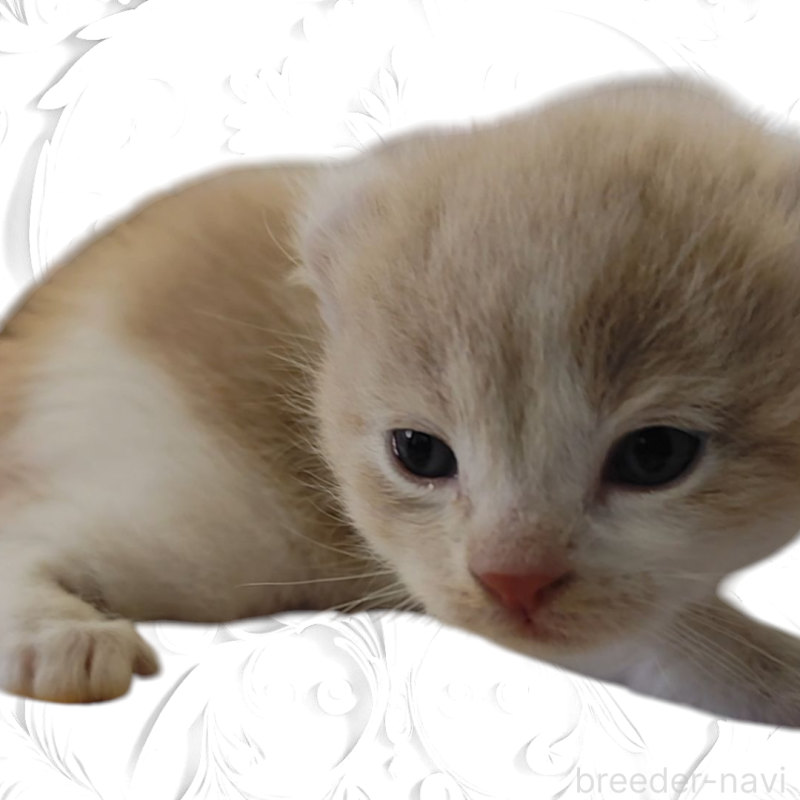 販売中の千葉県のアメリカンカール-131360の4枚目