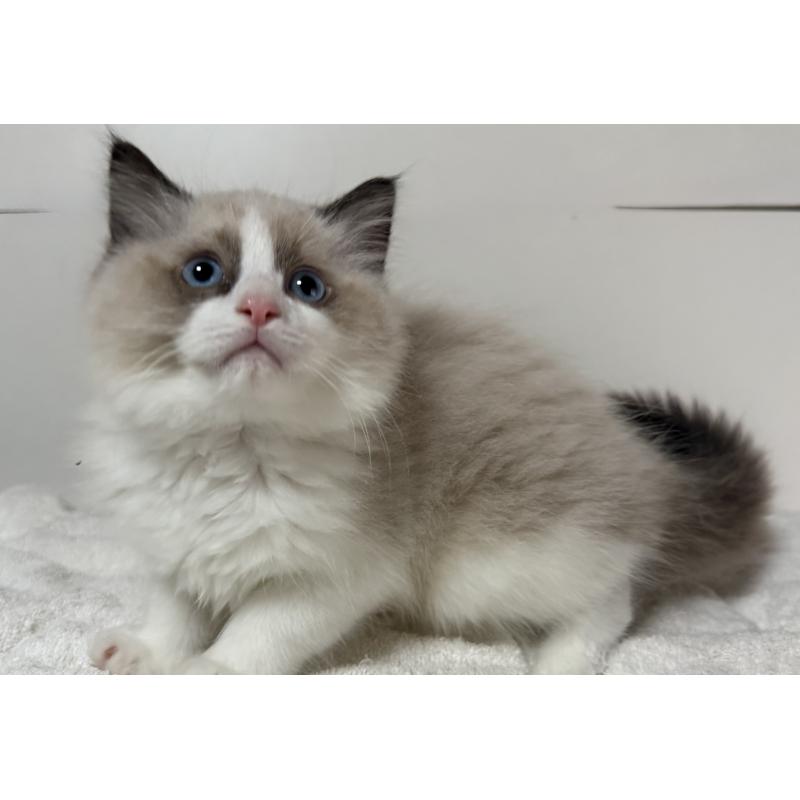 販売中の静岡県のラグドール-131083の3枚目