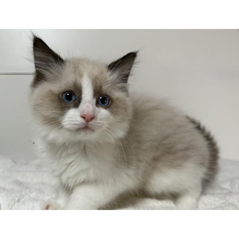 販売中の静岡県のラグドール-131083の2枚目