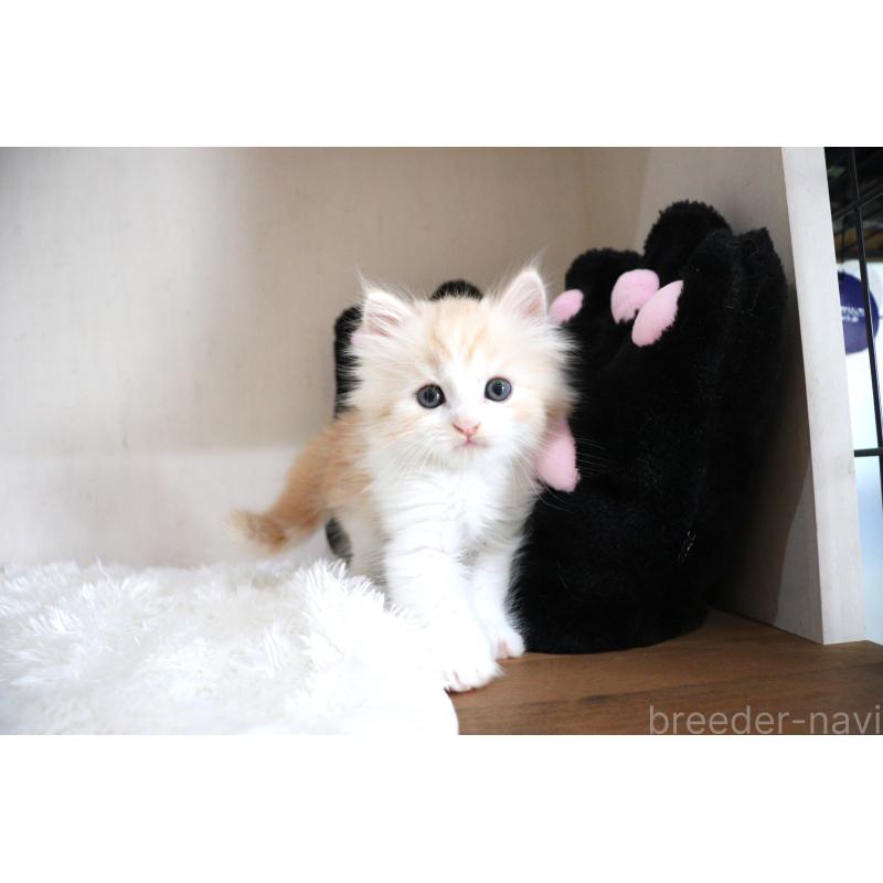 販売中の大阪府のマンチカン-130837