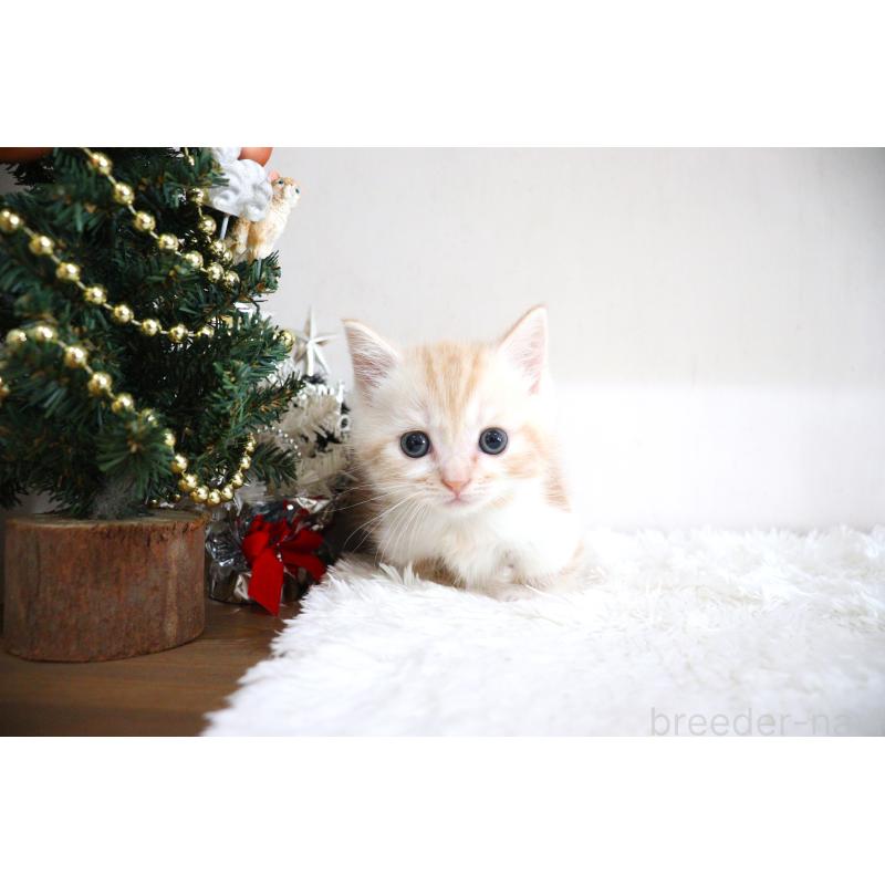 販売中の大阪府のマンチカン(短足)-130838