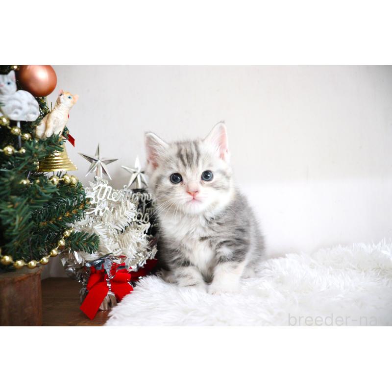 販売中の大阪府のマンチカン-130839