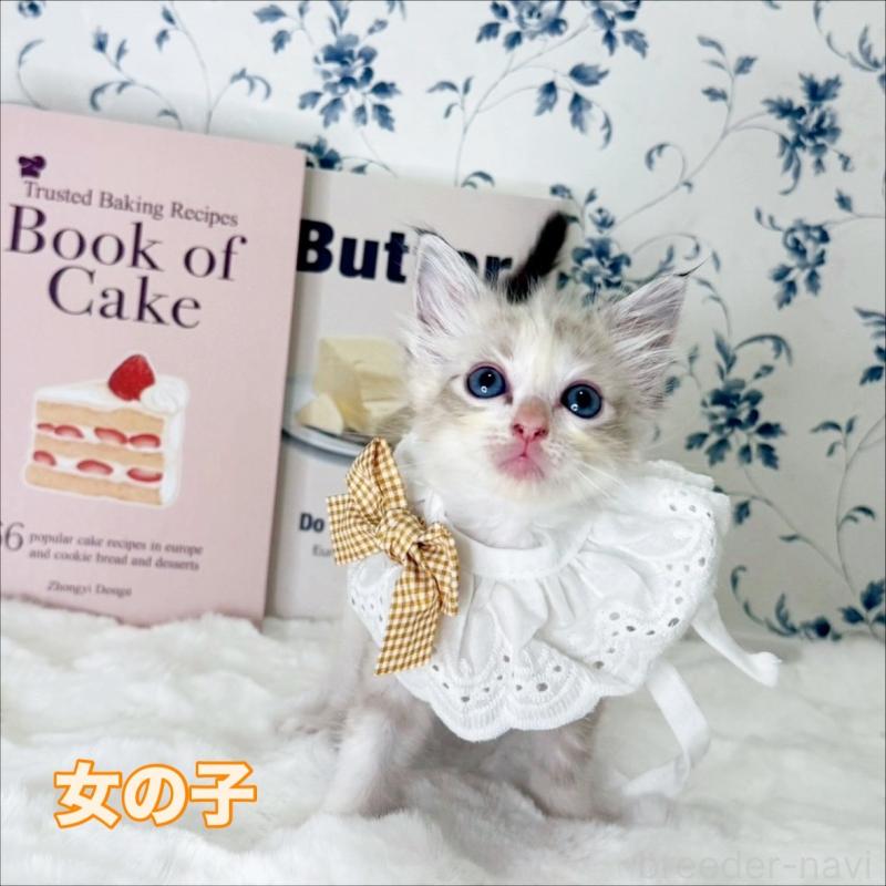 商談中の福岡県のラグドール-131086