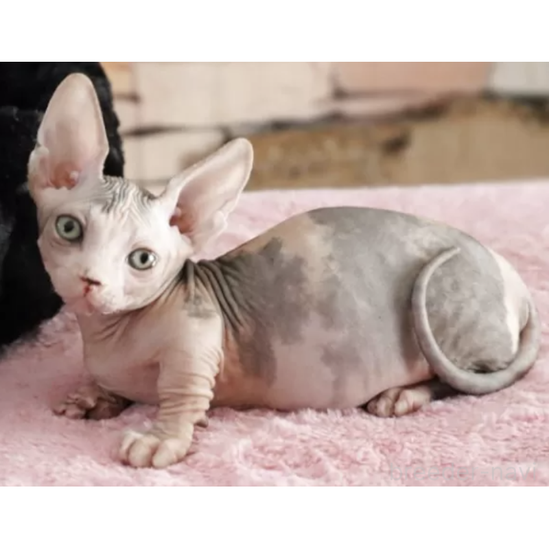 販売中の兵庫県のバンビーノ-131087の2枚目