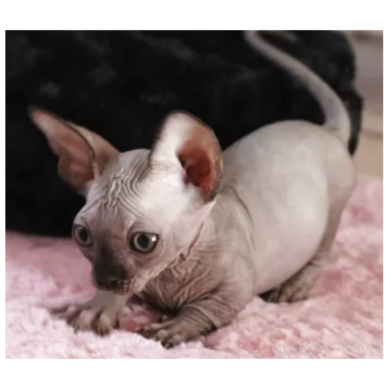 販売中の兵庫県のバンビーノ-131088の2枚目