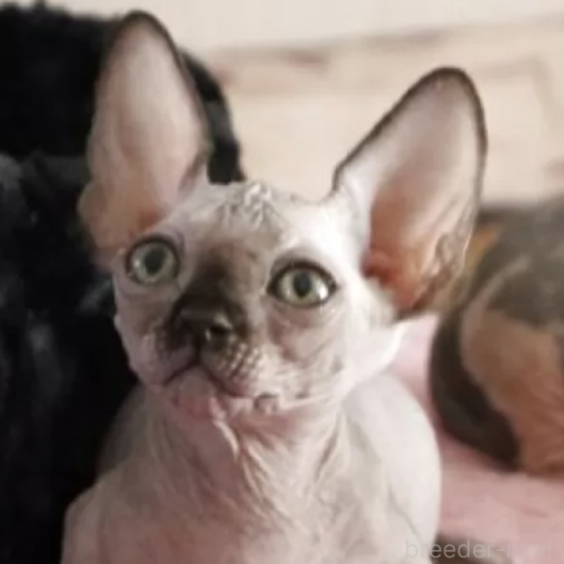 販売中の兵庫県のバンビーノ-131088の1枚目