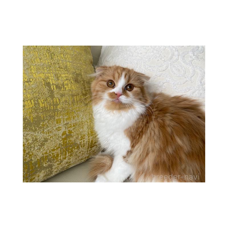 販売中の茨城県のスコティッシュフォールド(折れ耳)-126916の4枚目