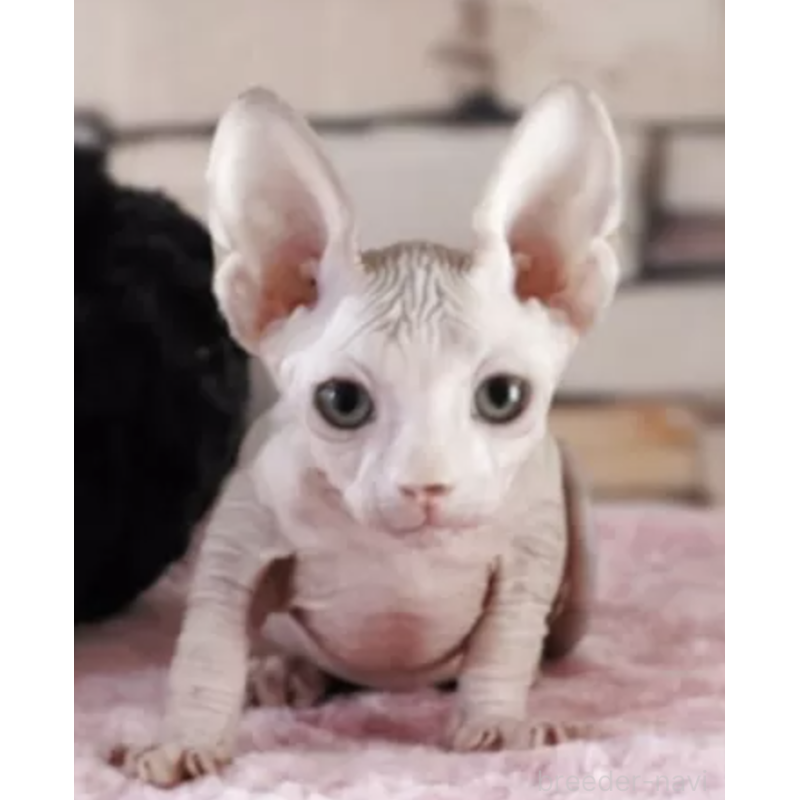 販売中の兵庫県のバンビーノ-131089の2枚目