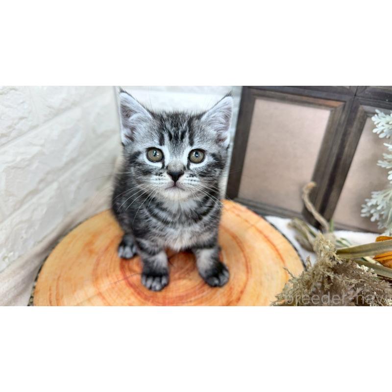 販売中の千葉県のアメリカンショートヘア-129865